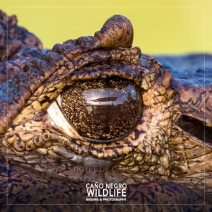 Caiman eye, Costa Rica Wildlife, Cano negro Refuge