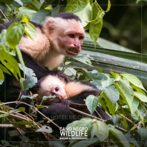 Capuchin monkey costa rica wildlife cano negro refuge
