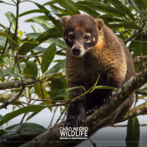 Coati, Costa Rica Wildlife, Cano Negro Refuge