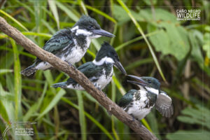3 juvenile of amazon kingfisher