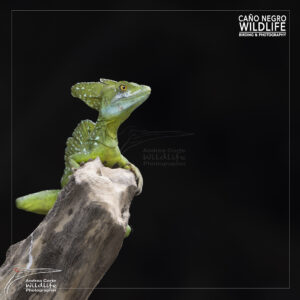 Basilisk male in Costa Rica