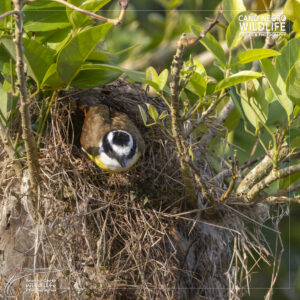 Flycatcher exit the nest