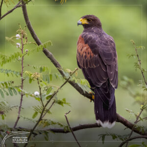 Harri’s Hawk Caño Negro Refuge