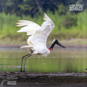 Jabiru take off with crocodile