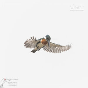 Male amazon kingfisher white background