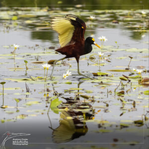 Northern Jacana, Costa Rica, Caño Negro Refuge