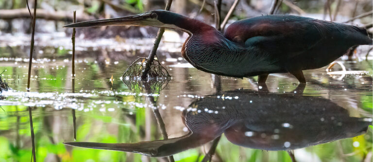 agami heron mirror short