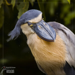 boat billed heron shaking costa rica cano negro