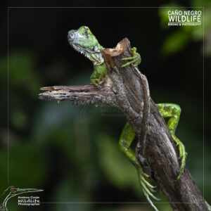 green iguana