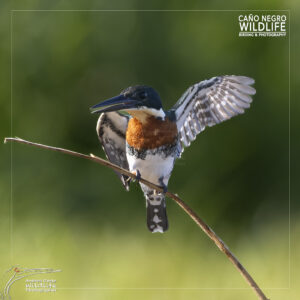 green kingfisher ready to fly
