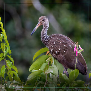 limpkin
