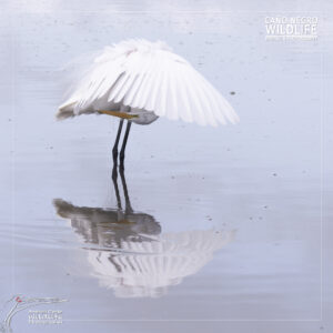 mirror of a great egret preening