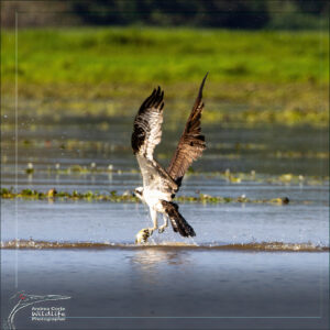 osprey-3