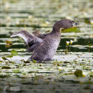 pied-billed Grebe, Costa Rica, Caño Negro Refuge