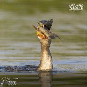 portrait cormorant with fish sunrise