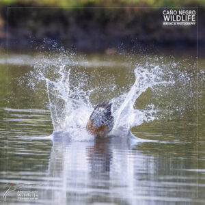 ringed kingfisher splashing in the water