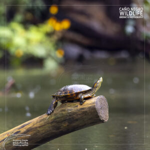 river turtle rainy day