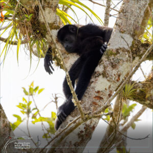 sad-howler-monkey