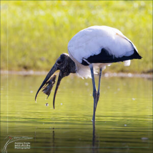 woodstork-with-fish