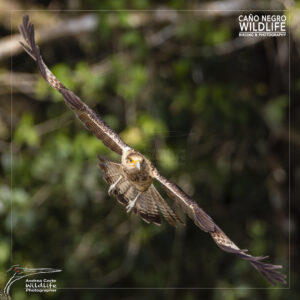 yellow head caracara in flight