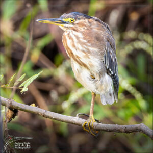 youth-green-heron